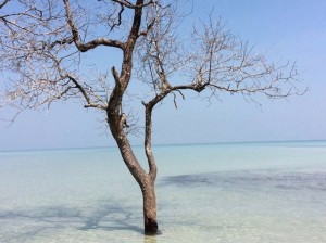 Tree in the sea